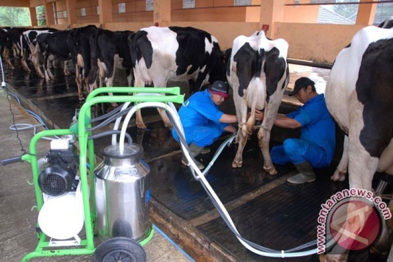 Ekosistem Peternakan Sapi: Solusi Tekan Impor dan Wujudkan Swasembada Pangan?