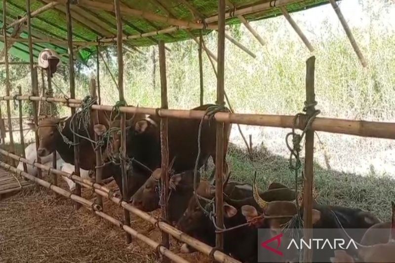 Banjarmasin Impor Hewan Kurban Jelang Idul Adha 2025