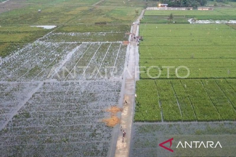 Kementan Siapkan Mitigasi Jangka Panjang Cegah Banjir Landa Sawah Samarinda