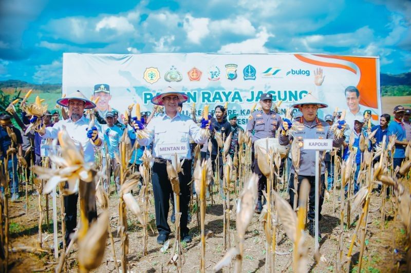Rp5 Triliun untuk Petani Jagung: Mentan Pastikan Serap 1 Juta Ton Jagung