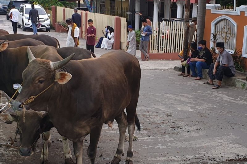 Sumsel Pastikan Stok Hewan Kurban Idul Adha 2025 Aman dan Cukup