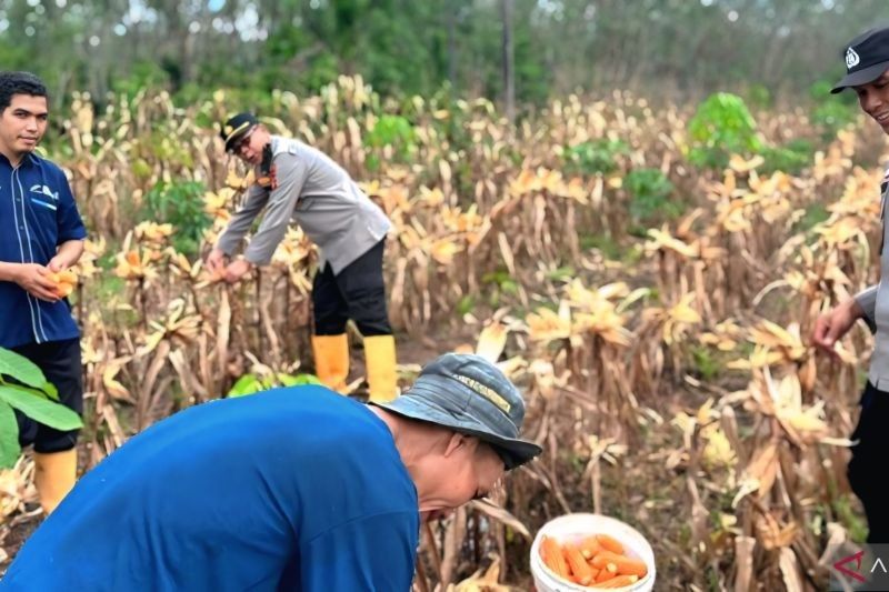 Polres OKU Panen 2,5 Ton Jagung, Wujud Nyata Dukungan Ketahanan Pangan Nasional