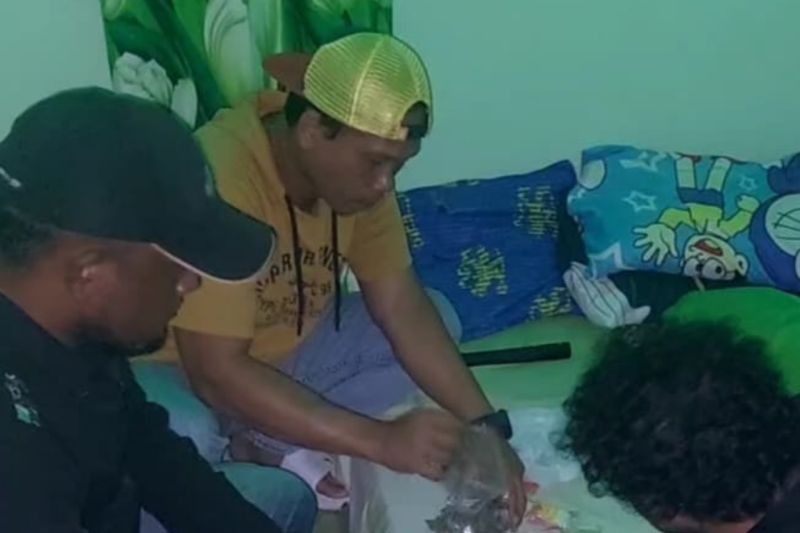 Polres Mimika Gagalkan Peredaran Ganja, 36 Paket Ganja Diamankan!