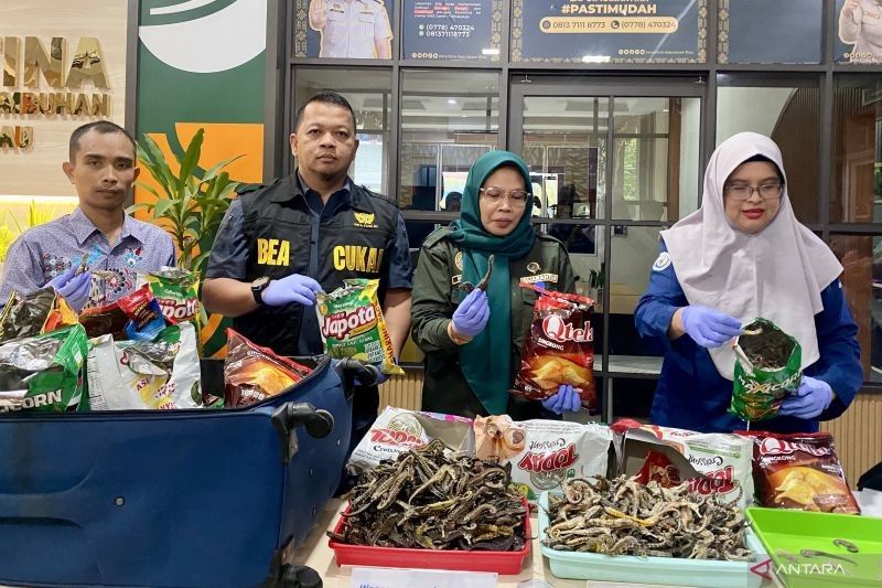 Karantina Kepri Gagalkan Penyelundupan Kuda Laut Rp40 Juta dari Mesir