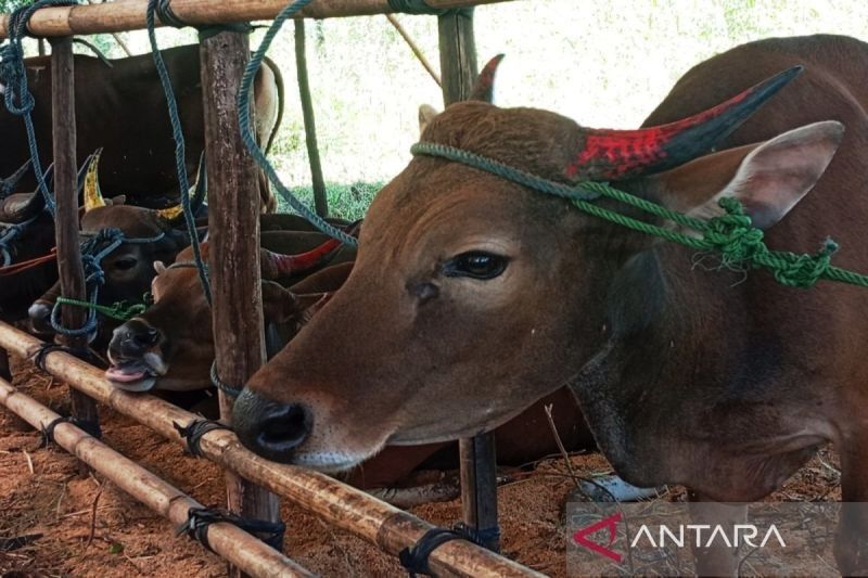 100 Sapi Siap Kurban di Batola Jelang Idul Adha 2025, Harga Naik!