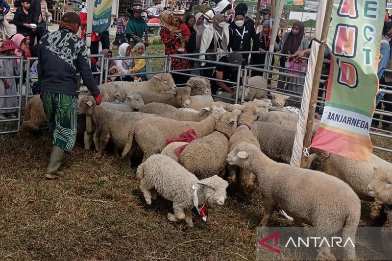 Stok Ternak Kurban di Banjarnegara Aman Jelang Idul Adha