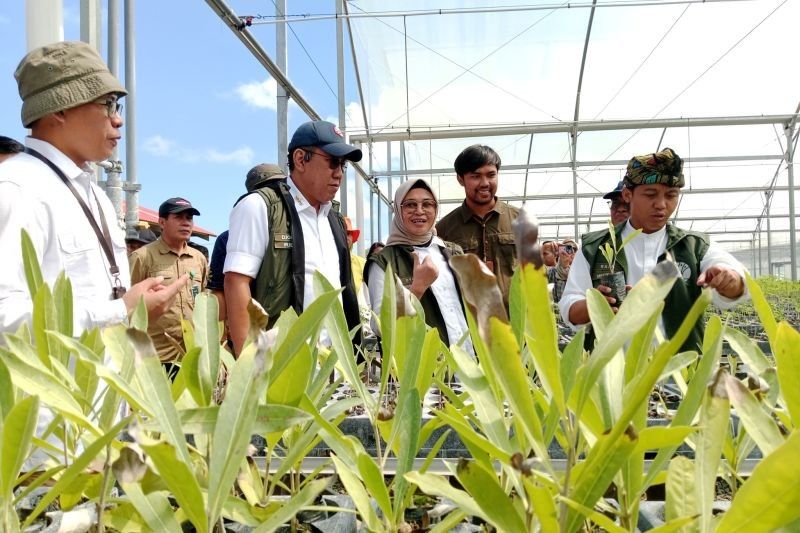Mandalika Nursery: Pusat Pertumbuhan Ekonomi Ramah Lingkungan di NTB