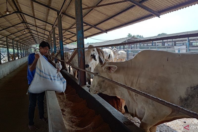 Pemkot Tangsel Perketat Pengawasan Hewan Kurban Jelang Idul Adha