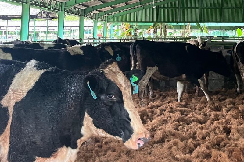 Kementan: Kedatangan 1.213 Sapi Bunting di Cilacap, Bukti Nyata Kemitraan Perkuat Ketahanan Pangan