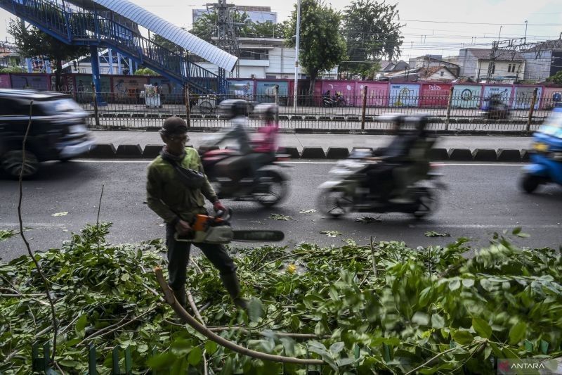 Ribuan Pohon Dievakuasi di Jakarta Barat: Sudin Tamhut Lakukan Penanganan Selama Lima Bulan