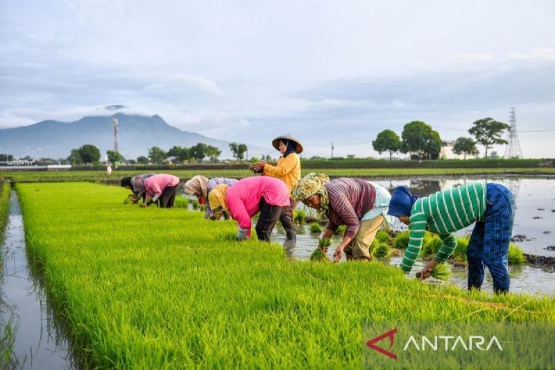 Hilirisasi Pertanian: Isu Penting dalam Revisi UU Pangan