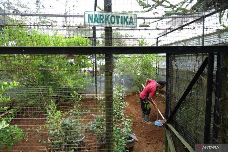 Masa Depan Bangsa: Kesehatan Tanaman, Pilar Ketahanan Pangan Indonesia