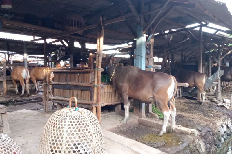 Mataram Buka Kembali Pintu Masuk Ternak dari Pulau Sumbawa Jelang Idul Adha