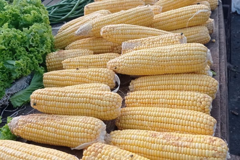 Petani Lebak Tanam 1.000 Hektare Jagung, Dukung Swasembada Pangan Nasional