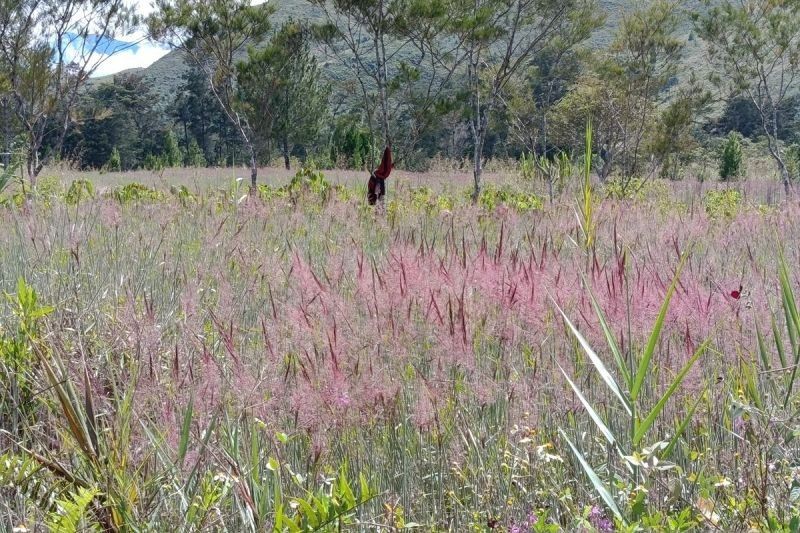 Owasi-Owasika: Keajaiban Rumput Mei di Lembah Baliem yang Memukau