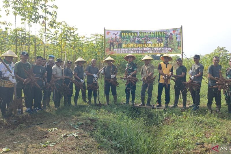 Kodim Bekasi dan Warga Setu Panen Raya Singkong: Wujudkan Kemandirian Pangan Nasional