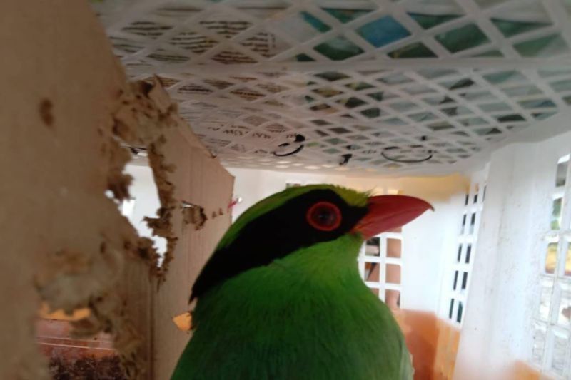 668 Burung Diselundupkan di Lampung, 47 Ekor Termasuk Spesies Dilindungi