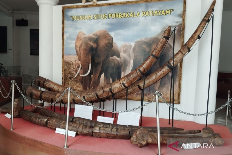 Situs Patiayam Kudus: Penggalian Fosil Gajah Purba Diperluas, Jadi Objek Wisata Baru!