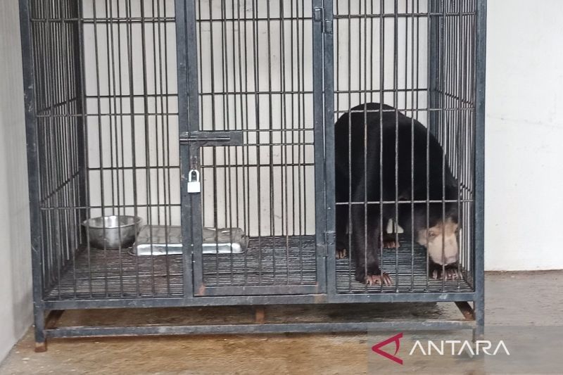 BKSDA Yogyakarta Gencar Tertibkan Kepemilikan Ilegal Satwa Dilindungi