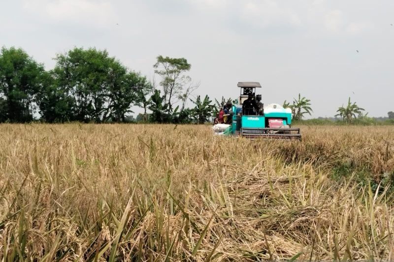 Bulog Karawang Lampaui Target Serap Gabah, Capai 75.884 Ton!