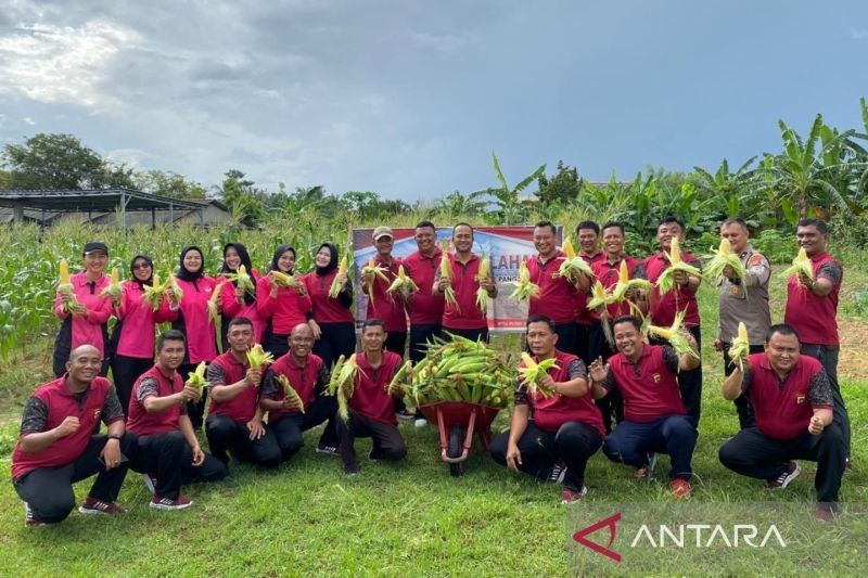 Polres Bangka Barat Sukses Panen Jagung, Wujud Nyata Dukungan Ketahanan Pangan Nasional