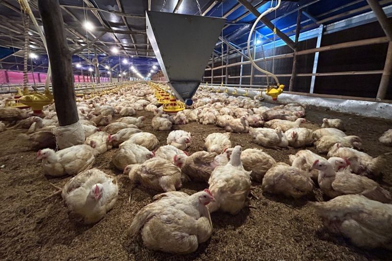 Kementan Kendalikan Produksi Ayam untuk Stabilkan Harga di Tingkat Peternak