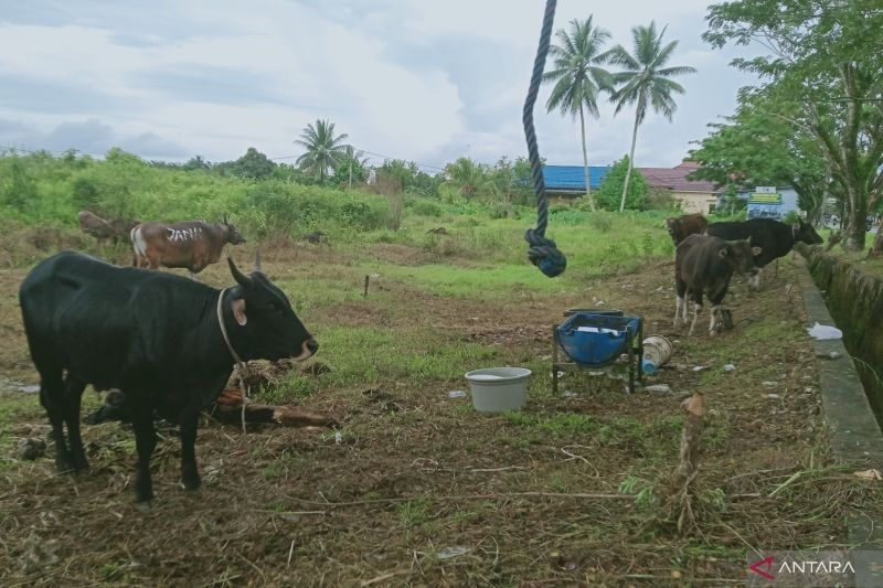 Pemkab Penajam Paser Utara Periksa Ulang Hewan Kurban Jelang Idul Adha