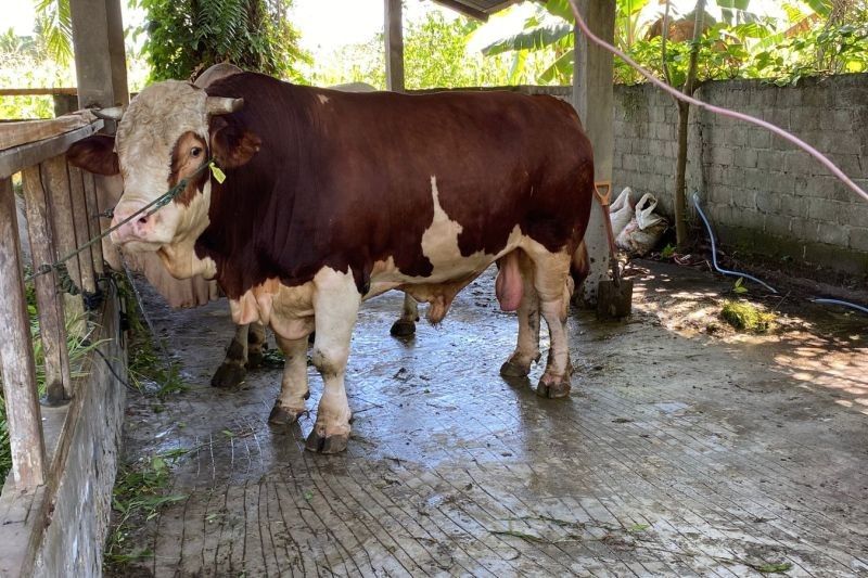 Pemeriksaan Hewan Kurban di Pasaman Barat: Dua Tahap untuk Jamin Kesehatan Daging Idul Adha