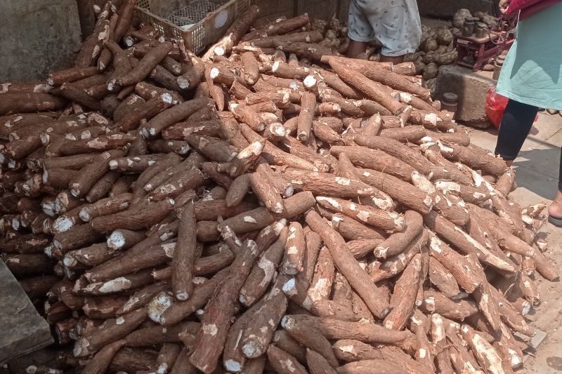 Produksi Palawija Lebak Tembus 2.887 Ton, Petani Singkong Raup Untung Besar!