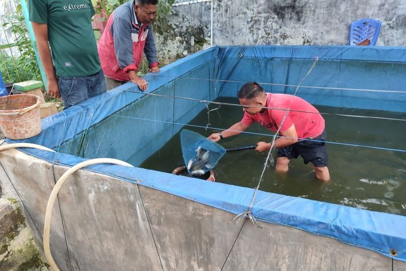 Rutan Lubuk Sikaping Panen Ikan Nila Bioflok: Wujud Ketahanan Pangan dan Pembinaan Warga Binaan