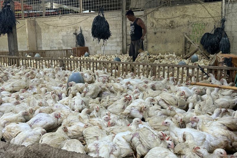 Kementan Awasi Distribusi Ayam Broiler di Jakarta, Jaga Stabilitas Harga dan Pasokan