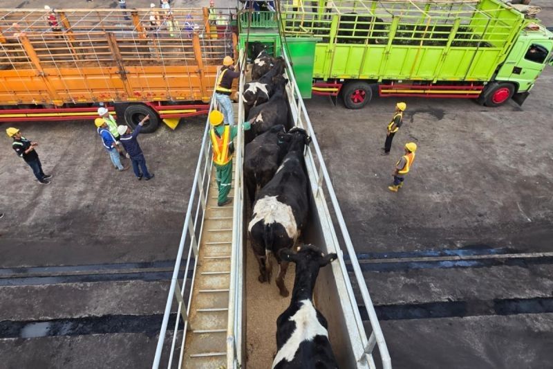 1.138 Sapi Australia Tiba di Cilacap, Balai Karantina Jateng Pastikan Kesehatan