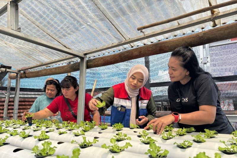 Pertamina Berdayakan IRT Bitung lewat Hidroponik Ramah Lingkungan: Wujudkan Ketahanan Pangan dan Ekonomi Berkelanjutan