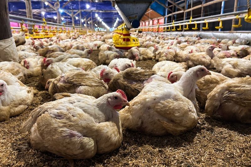 Kementan dan KPUN Jaga Harga Ayam, Lindungi Peternak Mandiri