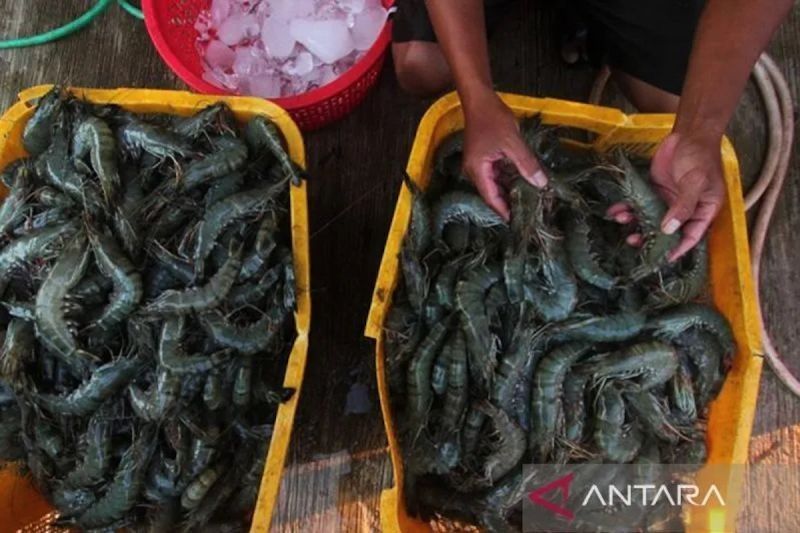 KKP Dorong Konsumsi Udang Nasional Lewat Kampanye Gemarikan