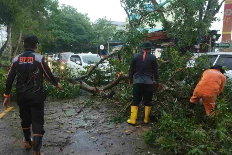 Dua Pohon Tumbang Akibat Cuaca Ekstrem di Tanjungpinang, BPBD Turun Tangan