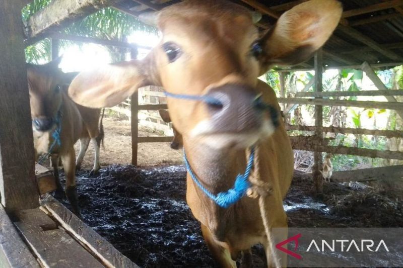 Antisipasi Idul Adha, Balikpapan Perketat Pengawasan PMK dan LSD pada Hewan Kurban