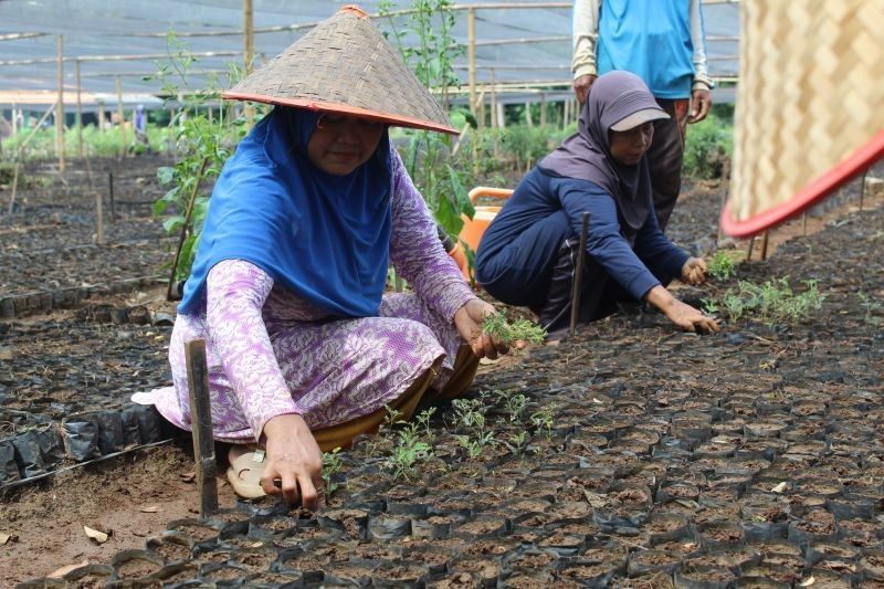 Ekosistem Biomassa Lampung: 653 KK Terlibat dalam Penanaman Akasia untuk Energi Terbarukan