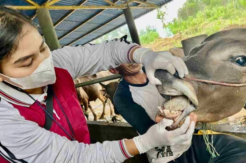 Jelang Idul Adha, Dinas Pertanian Tanjungpinang Periksa Ratusan Sapi Kurban