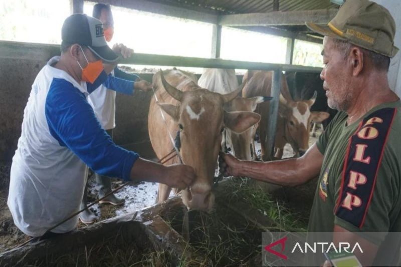 Pekalongan Intensifkan Pengawasan dan Pelatihan Penyembelihan Hewan Kurban Jelang Idul Adha