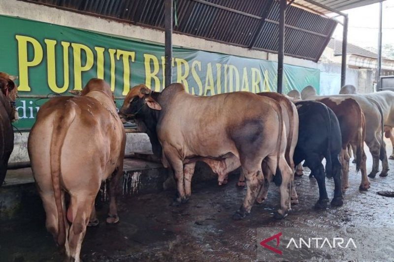 Pemkot Depok Gencar Sosialisasi Protokol Kesehatan Hewan Kurban Jelang Idul Adha