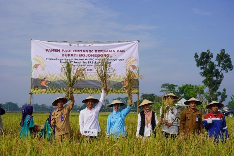 Pemkab Bojonegoro Dorong Pertanian Padi Organik, Targetkan Kesejahteraan Petani Meningkat