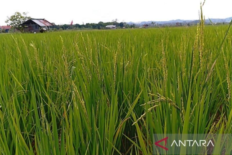 Kementan Identifikasi Ribuan Hektare Lahan untuk Cetak Sawah Baru di Kalimantan Timur