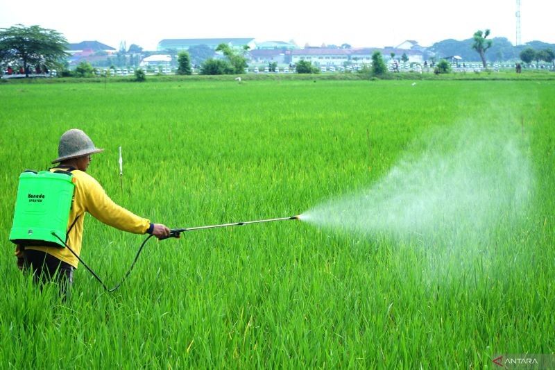 Lombok Tengah Genjot Produksi Padi: Musim Tanam Kedua Targetkan 32 Ribu Hektare
