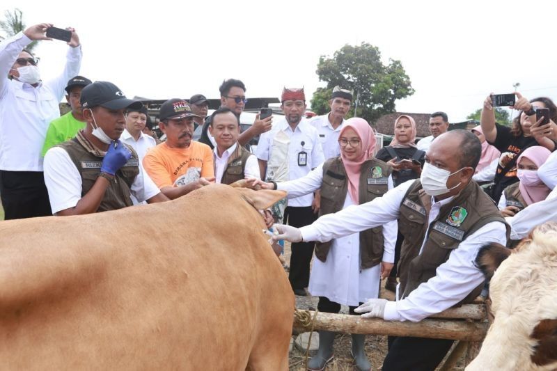 Banyuwangi Surplus Hewan Kurban Jelang Idul Adha, Siap Penuhi Kebutuhan Daerah Lain