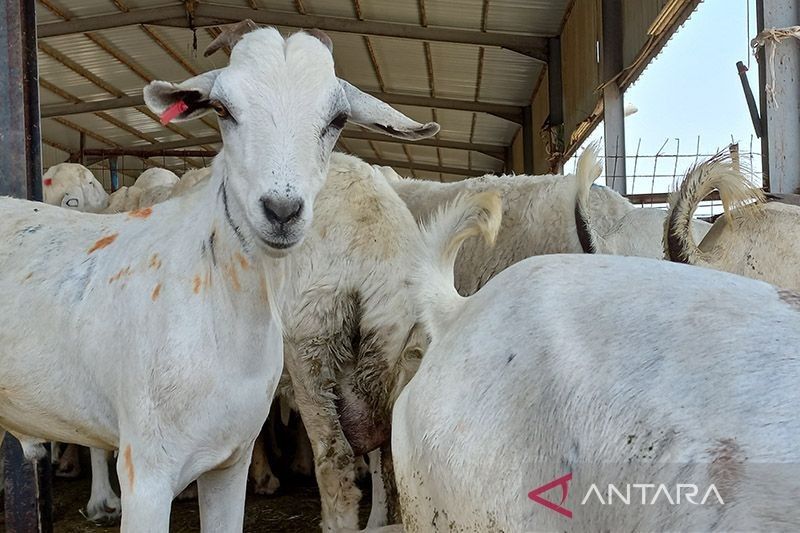 6 WNI Sempat Ditangkap di Arab Saudi karena Diduga Promosikan Dam Ilegal