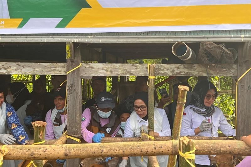 Kabar Gembira! Setiap Daerah di Sulsel Kebagian Hewan Kurban dari Presiden pada Idul Adha 2025