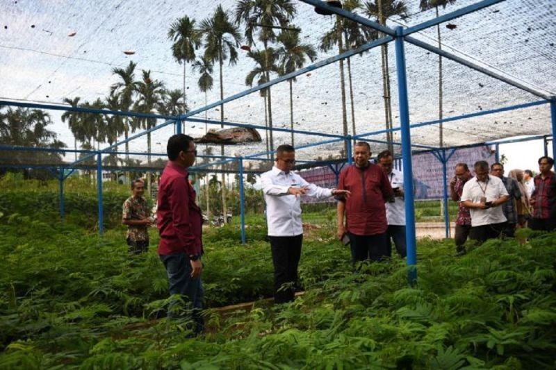 Semen Padang dan PPNP Distribusikan 2 Juta Bibit Kaliandra Merah untuk Energi Terbarukan