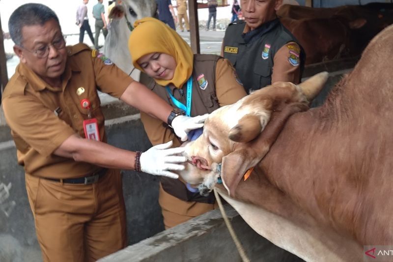 Waspada PMK! Sapi Kurban di Tangerang Terindikasi Terjangkit, Pengawasan Diperketat!