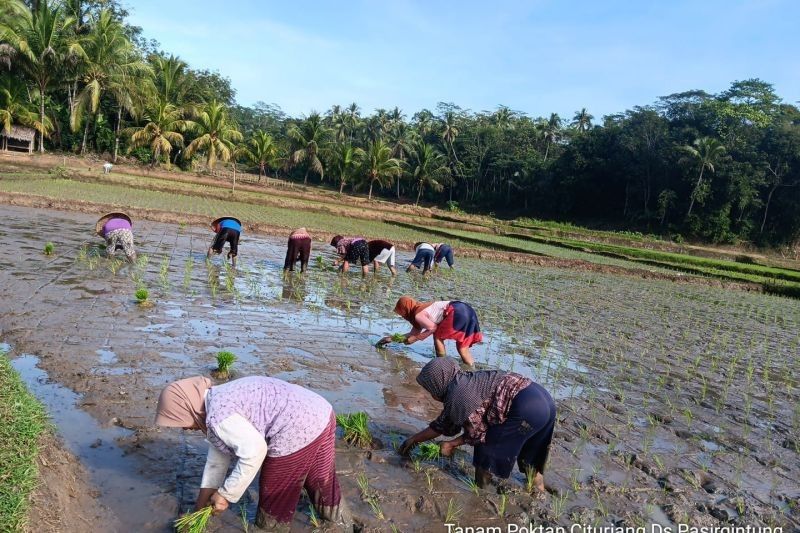 Pemkab Lebak Genjot Percepatan Tanam untuk Dukung Swasembada Pangan Nasional